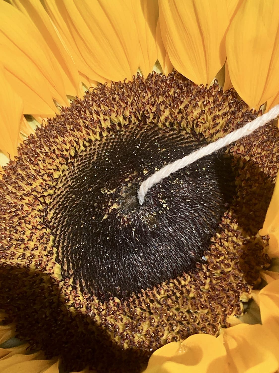 How To Make Sunflower Bird Feeders by GinGin & Roo