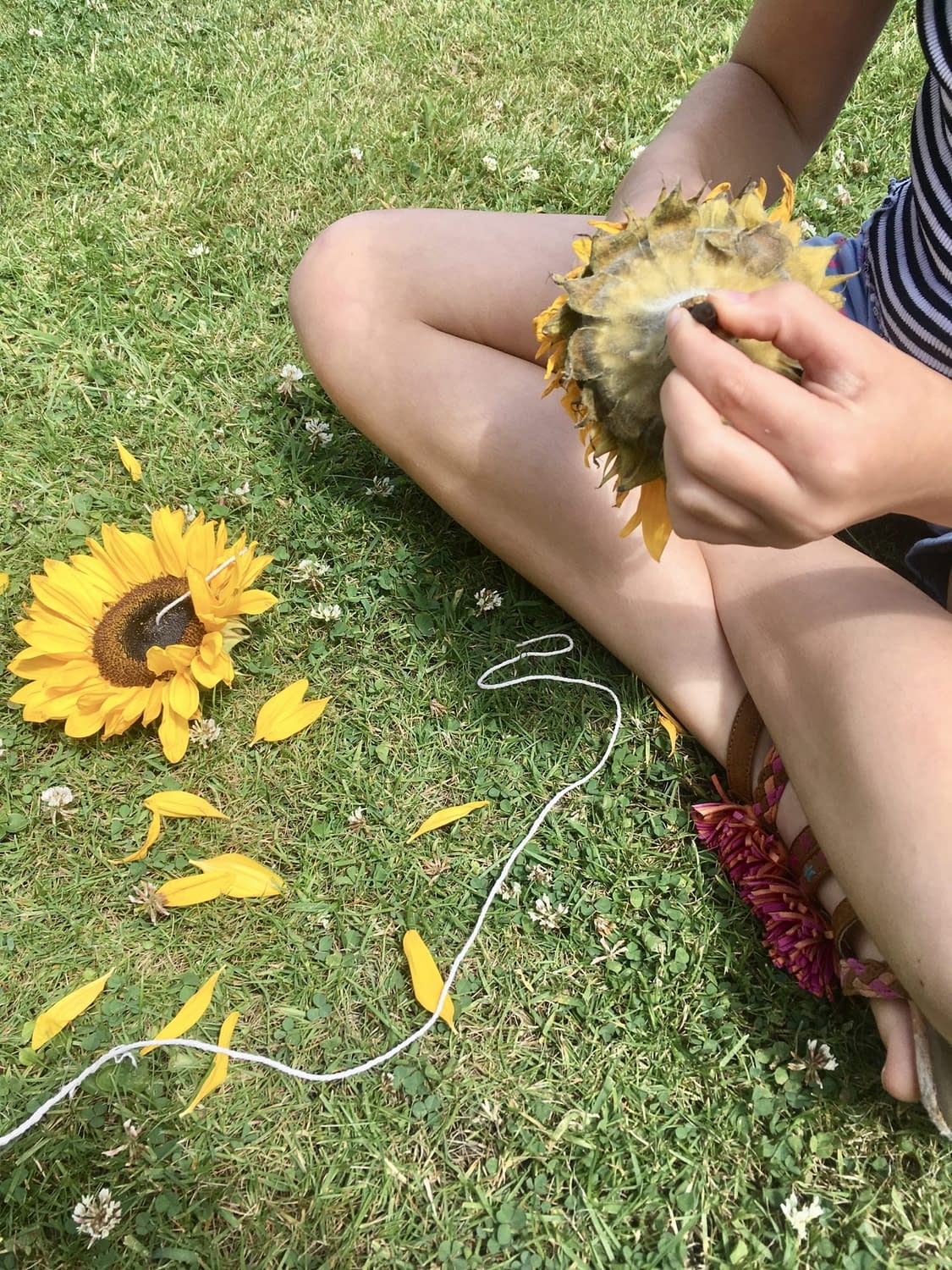 How To Make Sunflower Bird Feeders by GinGin & Roo
